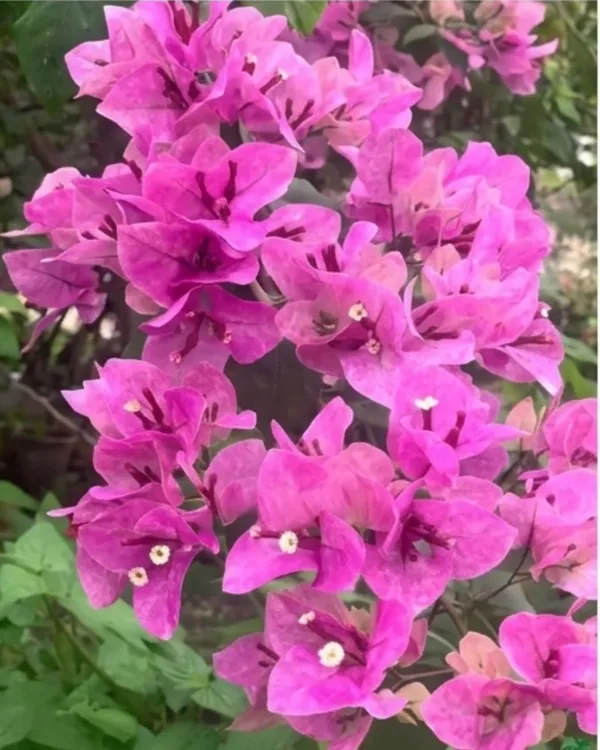Violet_September_Bougainvillea_Plant_|_Grafted_Rich_Seasonal_Bloom_Variety_|_Violet_Purple_Flowers_|_Heavy_Flowering_|_Healthy_Live_Plant_Guaranteed