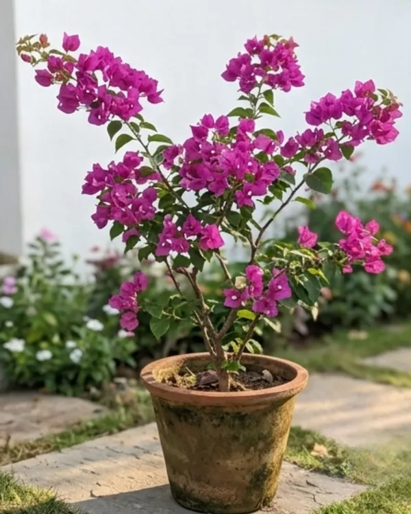 Violet_September_Bougainvillea_Plant_|_Grafted_Rich_Seasonal_Bloom_Variety_|_Violet_Purple_Flowers_|_Heavy_Flowering_|_Healthy_Live_Plant_Guaranteed
