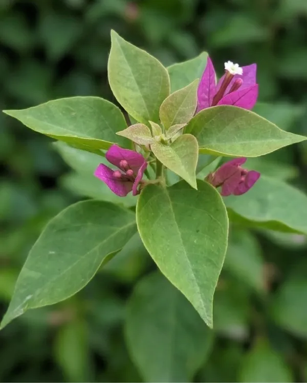 Violet_September_Bougainvillea_Plant_|_Grafted_Rich_Seasonal_Bloom_Variety_|_Violet_Purple_Flowers_|_Heavy_Flowering_|_Healthy_Live_Plant_Guaranteed