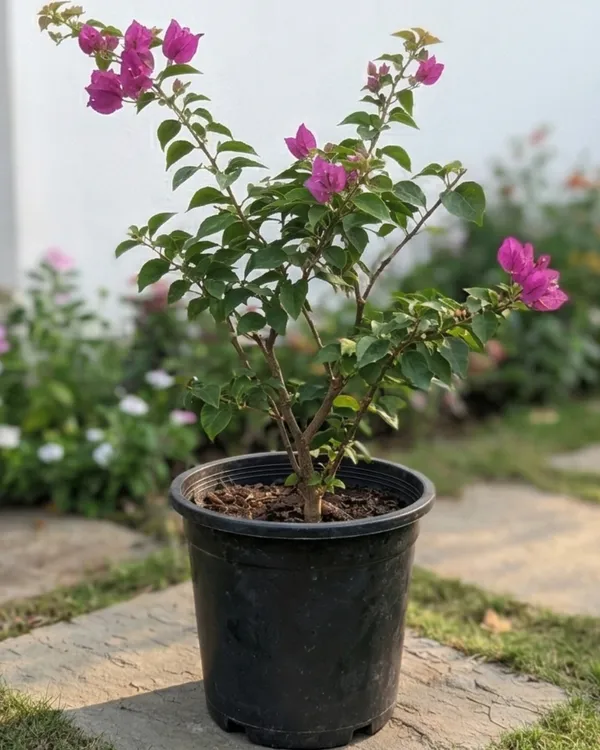 Violet_September_Bougainvillea_Plant_|_Grafted_Rich_Seasonal_Bloom_Variety_|_Violet_Purple_Flowers_|_Heavy_Flowering_|_Healthy_Live_Plant_Guaranteed