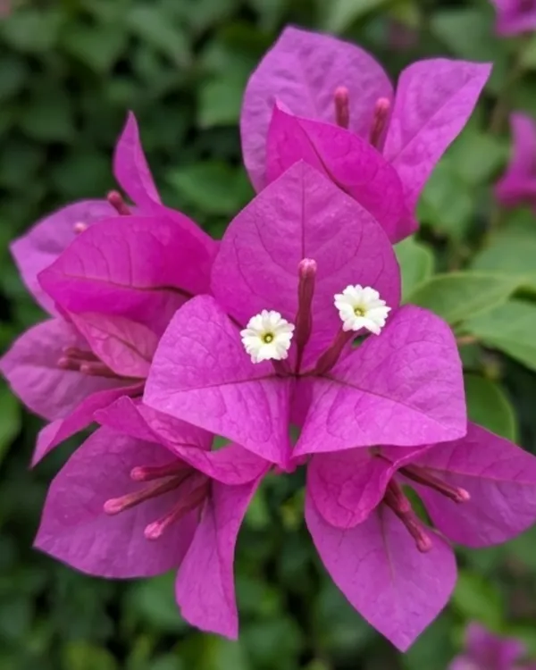 Violet_September_Bougainvillea_Plant_|_Grafted_Rich_Seasonal_Bloom_Variety_|_Violet_Purple_Flowers_|_Heavy_Flowering_|_Healthy_Live_Plant_Guaranteed