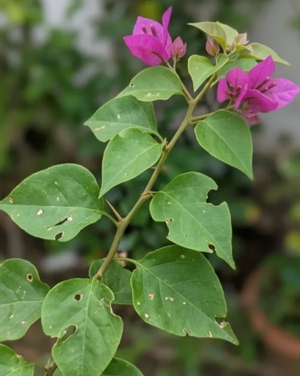Violet_September_Bougainvillea_Plant_|_Grafted_Rich_Seasonal_Bloom_Variety_|_Violet_Purple_Flowers_|_Heavy_Flowering_|_Healthy_Live_Plant_Guaranteed