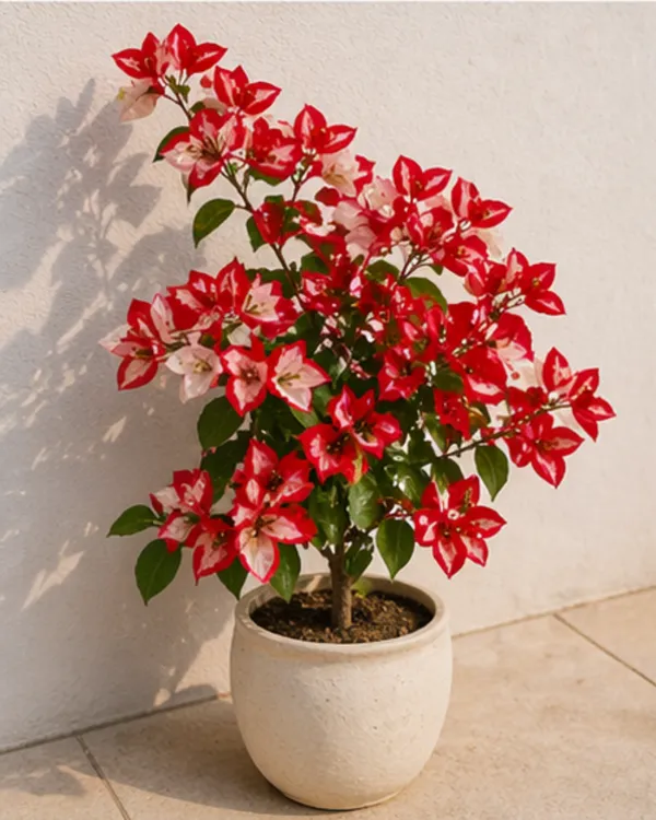 Wajid_Ali_Red_Bougainvillea_Plant_|_Grafted_Exotic_Bright_Bloom_Variety_|_Deep_Red_Flowers_|_Heavy_Flowering_|_Healthy_Live_Plant_Guaranteed