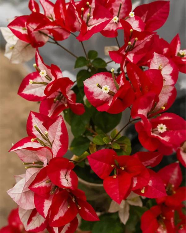 Wajid_Ali_Red_Bougainvillea_Plant_|_Grafted_Exotic_Bright_Bloom_Variety_|_Deep_Red_Flowers_|_Heavy_Flowering_|_Healthy_Live_Plant_Guaranteed