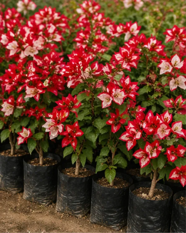 Wajid_Ali_Red_Bougainvillea_Plant_|_Grafted_Exotic_Bright_Bloom_Variety_|_Deep_Red_Flowers_|_Heavy_Flowering_|_Healthy_Live_Plant_Guaranteed