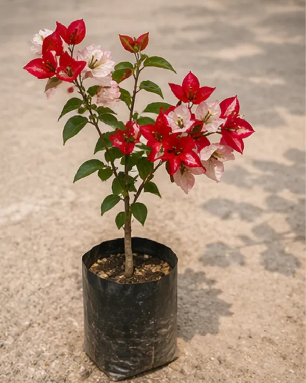Wajid_Ali_Red_Bougainvillea_Plant_|_Grafted_Exotic_Bright_Bloom_Variety_|_Deep_Red_Flowers_|_Heavy_Flowering_|_Healthy_Live_Plant_Guaranteed