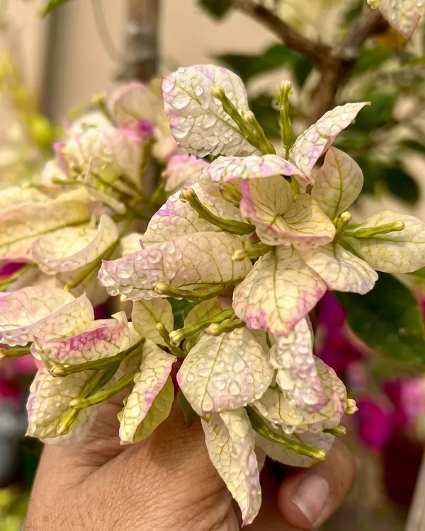 Wajid_Butterfly_Bougainvillea_Plant_|_Grafted_Unique_Butterfly_Bract_Variety_|_Pink_Orange_Flowers_|_Heavy_Flowering_|_Healthy_Live_Plant_Guaranteed