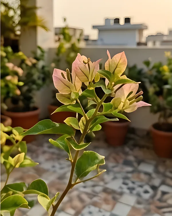 Wajid_Butterfly_Bougainvillea_Plant_|_Grafted_Unique_Butterfly_Bract_Variety_|_Pink_Orange_Flowers_|_Heavy_Flowering_|_Healthy_Live_Plant_Guaranteed
