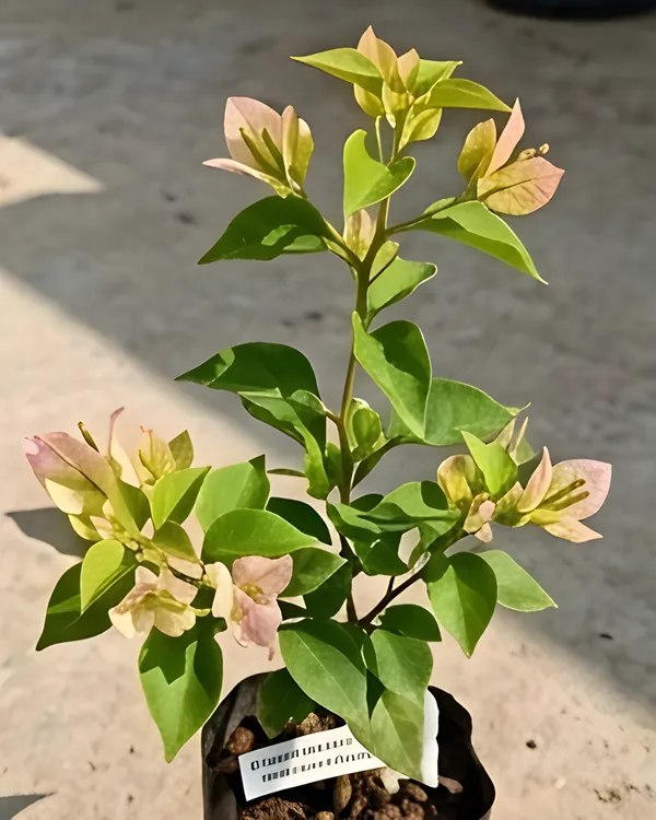 Wajid_Butterfly_Bougainvillea_Plant_|_Grafted_Unique_Butterfly_Bract_Variety_|_Pink_Orange_Flowers_|_Heavy_Flowering_|_Healthy_Live_Plant_Guaranteed