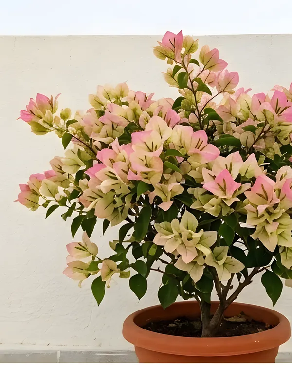 Wajid_Butterfly_Bougainvillea_Plant_|_Grafted_Unique_Butterfly_Bract_Variety_|_Pink_Orange_Flowers_|_Heavy_Flowering_|_Healthy_Live_Plant_Guaranteed