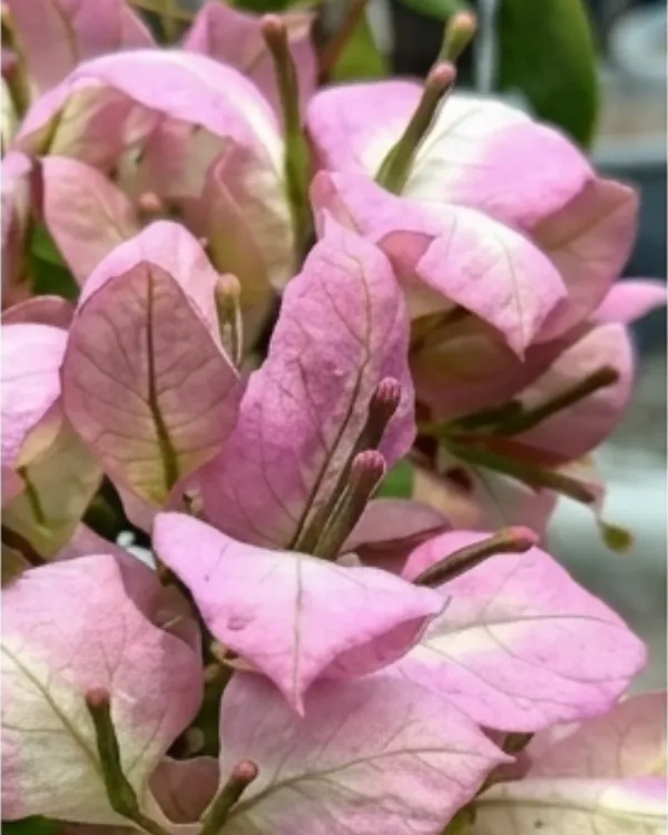 Wajid_Butterfly_Bougainvillea_Plant_|_Grafted_Unique_Butterfly_Bract_Variety_|_Pink_Orange_Flowers_|_Heavy_Flowering_|_Healthy_Live_Plant_Guaranteed