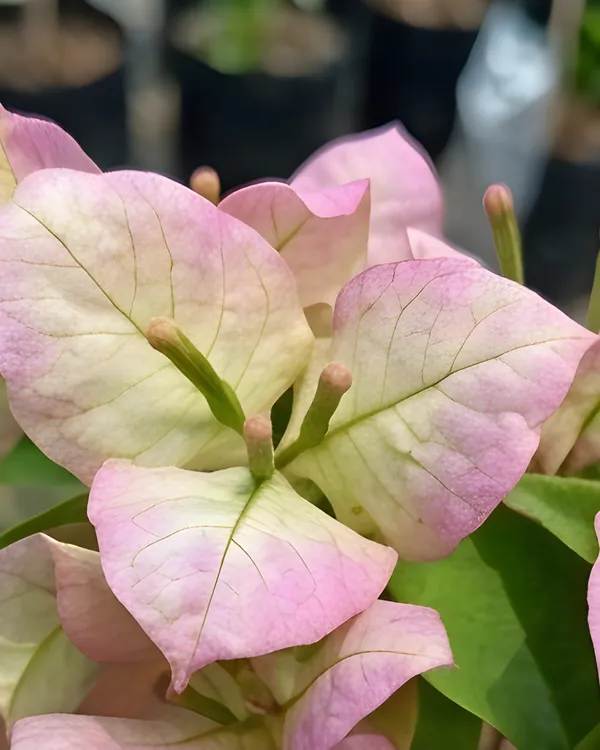 Wajid_Butterfly_Bougainvillea_Plant_|_Grafted_Unique_Butterfly_Bract_Variety_|_Pink_Orange_Flowers_|_Heavy_Flowering_|_Healthy_Live_Plant_Guaranteed