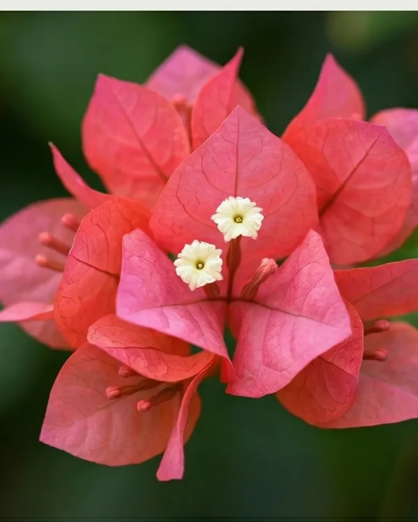 Watermelon_Bougainvillea_Plant_|_Grafted_Exotic_Multi_Tone_Bloom_Variety_|_Pink_Green_Yellow_Flowers_|_Heavy_Flowering_|_Healthy_Live_Plant_Guaranteed