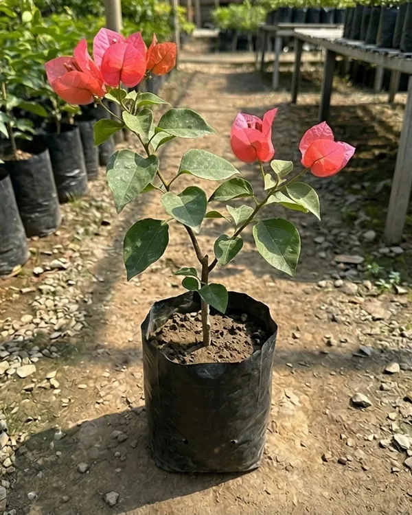 Watermelon_Bougainvillea_Plant_|_Grafted_Exotic_Multi_Tone_Bloom_Variety_|_Pink_Green_Yellow_Flowers_|_Heavy_Flowering_|_Healthy_Live_Plant_Guaranteed