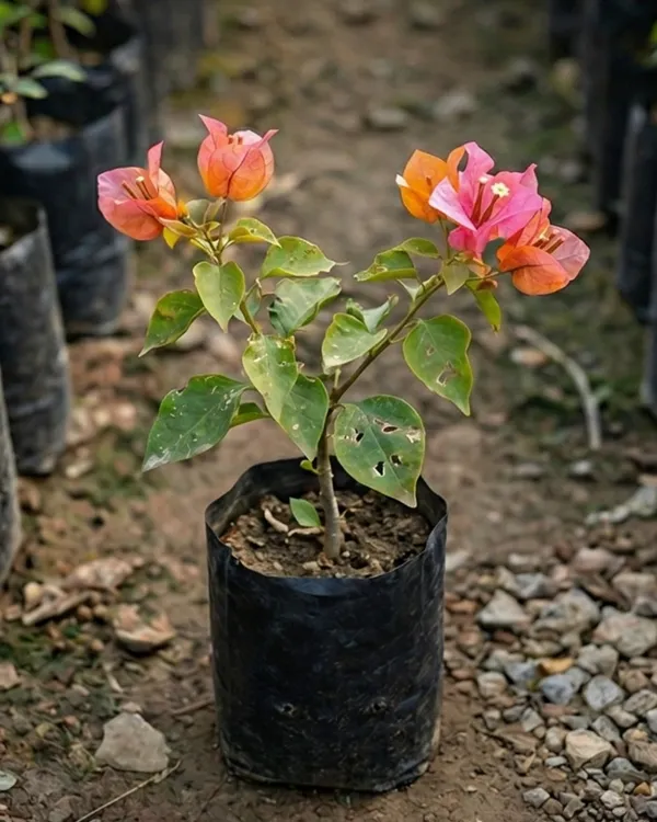 Watermelon_Golden_Bougainvillea_Plant_|_Grafted_Rare_Golden_Multi_Tone_Variety_|_Yellow_Pink_Green_Flowers_|_Heavy_Flowering_|_Healthy_Live_Plant_Guaranteed