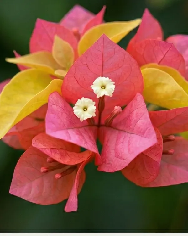 Watermelon_Golden_Bougainvillea_Plant_|_Grafted_Rare_Golden_Multi_Tone_Variety_|_Yellow_Pink_Green_Flowers_|_Heavy_Flowering_|_Healthy_Live_Plant_Guaranteed