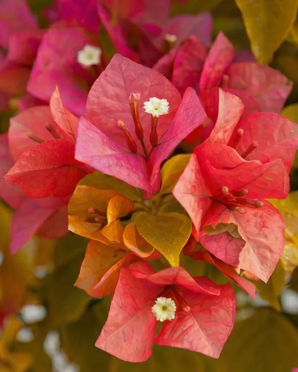 Watermelon_Golden_Bougainvillea_Plant_|_Grafted_Rare_Golden_Multi_Tone_Variety_|_Yellow_Pink_Green_Flowers_|_Heavy_Flowering_|_Healthy_Live_Plant_Guaranteed