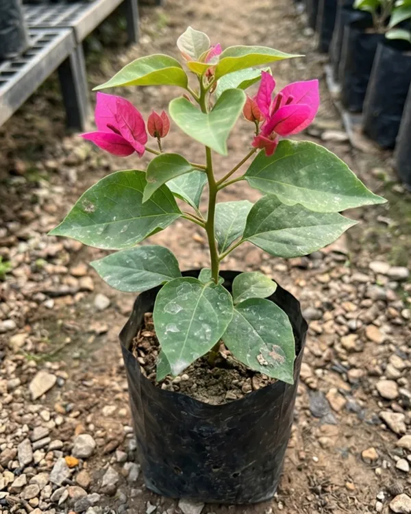 Watermelon_Kiss_Bougainvillea_Plant_|_Grafted_Exotic_Dual_Tone_Bloom_Variety_|_Pink_White_Flowers_|_Heavy_Flowering_|_Healthy_Live_Plant_Guaranteed