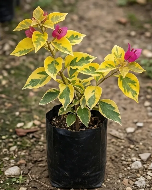 Watermelon_Variegated_Bougainvillea_Plant_|_Grafted_Rare_Variegated_Multi_Tone_Variety_|_Pink_White_Green_Variegated_Flowers_|_Heavy_Flowering_|_Healthy_Live_Plant_Guaranteed