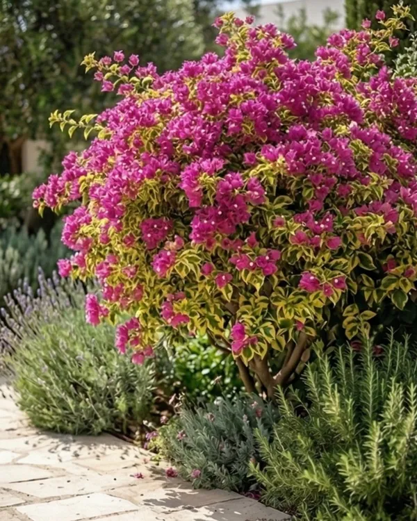 Watermelon_Variegated_Bougainvillea_Plant_|_Grafted_Rare_Variegated_Multi_Tone_Variety_|_Pink_White_Green_Variegated_Flowers_|_Heavy_Flowering_|_Healthy_Live_Plant_Guaranteed