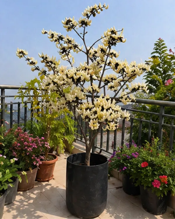 White_Palash_Plant_(Rare_Variety)_|_Grafted_Collector's_Choice_|_Butea_Monosperma_White_|_Rare_Sacred_Plant_|_Healthy_Live_Plant_Guaranteed
