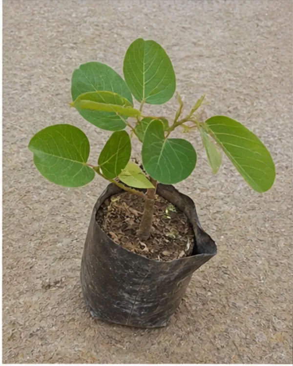White_Palash_Plant_(Rare_Variety)_|_Grafted_Collector's_Choice_|_Butea_Monosperma_White_|_Rare_Sacred_Plant_|_Healthy_Live_Plant_Guaranteed