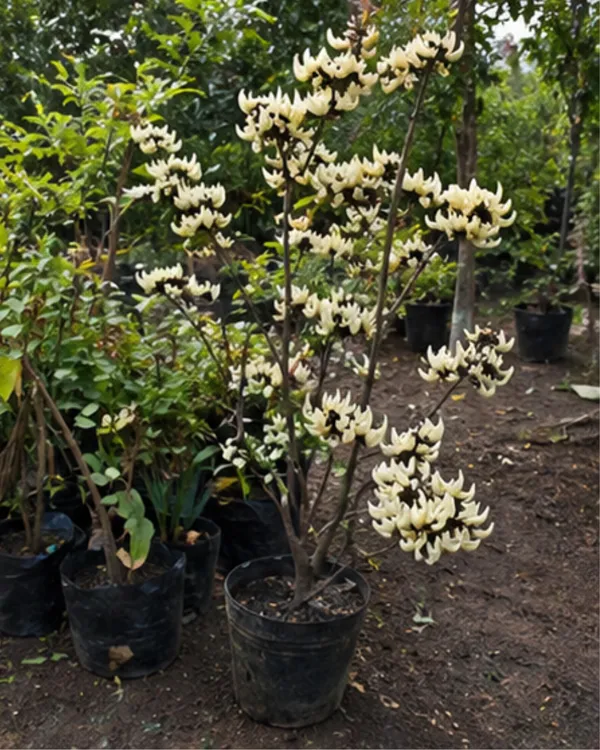 White_Palash_Plant_(Rare_Variety)_|_Grafted_Collector's_Choice_|_Butea_Monosperma_White_|_Rare_Sacred_Plant_|_Healthy_Live_Plant_Guaranteed