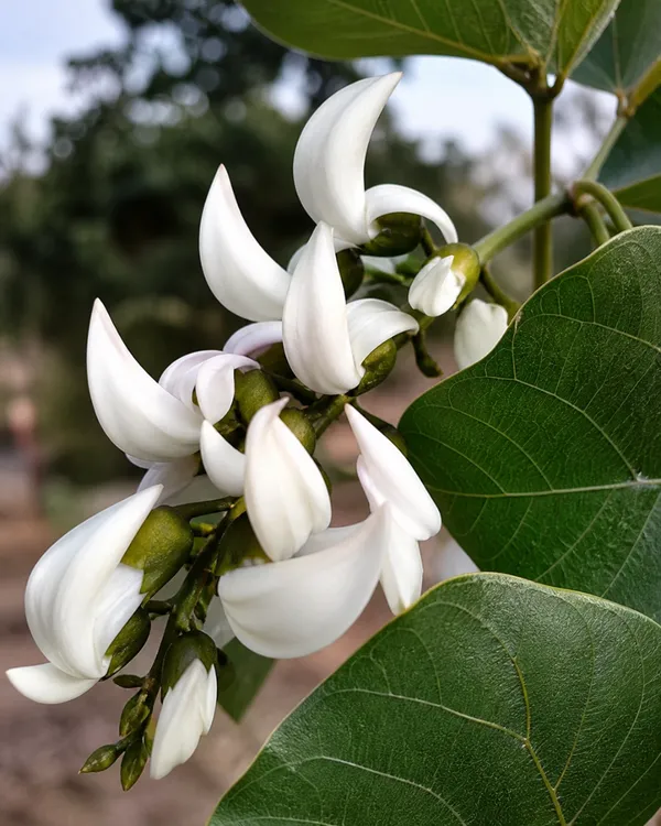 White_Palash_Plant_(Rare_Variety)_|_Grafted_Collector's_Choice_|_Butea_Monosperma_White_|_Rare_Sacred_Plant_|_Healthy_Live_Plant_Guaranteed
