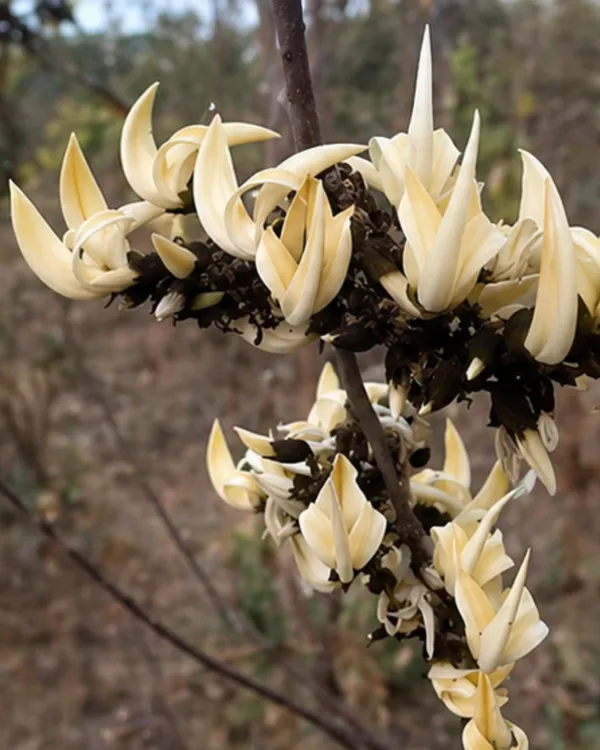 White_Palash_Plant_(Rare_Variety)_|_Grafted_Collector's_Choice_|_Butea_Monosperma_White_|_Rare_Sacred_Plant_|_Healthy_Live_Plant_Guaranteed