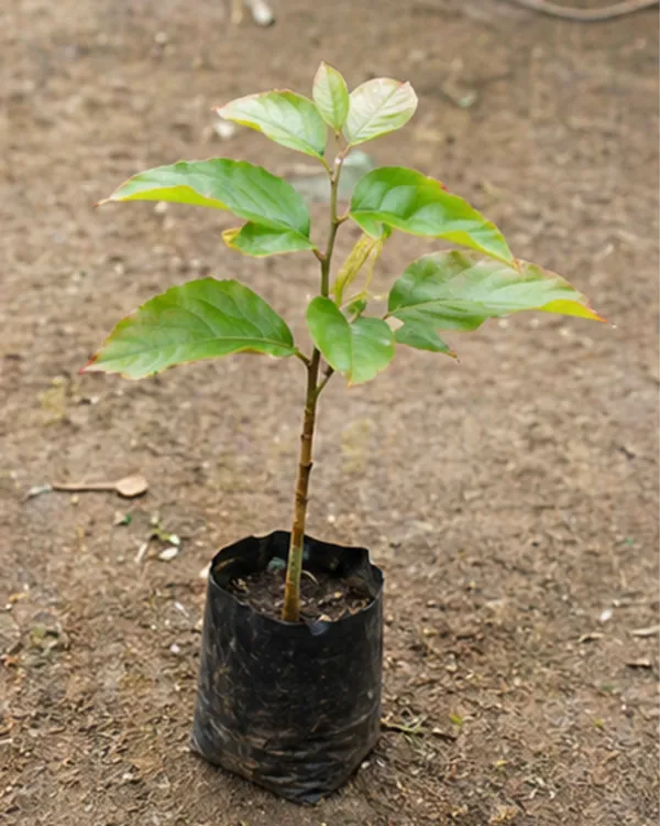 White_Palash_Plant_(Rare_Variety)_|_Grafted_Collector's_Choice_|_Butea_Monosperma_White_|_Rare_Sacred_Plant_|_Healthy_Live_Plant_Guaranteed