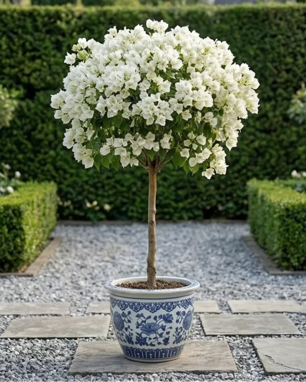 White_Phoenix_Bougainvillea_Plant_|_Grafted_Elegant_Premium_Bloom_Variety_|_Pure_White_Flowers_|_Heavy_Flowering_|_Healthy_Live_Plant_Guaranteed