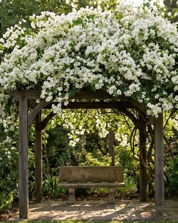 White_Phoenix_Bougainvillea_Plant_|_Grafted_Elegant_Premium_Bloom_Variety_|_Pure_White_Flowers_|_Heavy_Flowering_|_Healthy_Live_Plant_Guaranteed