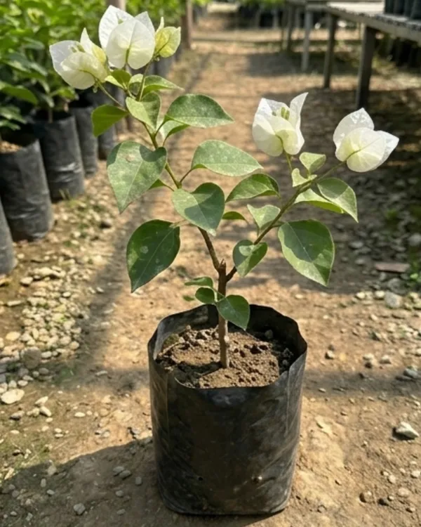 White_Phoenix_Bougainvillea_Plant_|_Grafted_Elegant_Premium_Bloom_Variety_|_Pure_White_Flowers_|_Heavy_Flowering_|_Healthy_Live_Plant_Guaranteed
