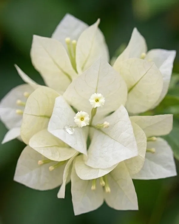 White_Phoenix_Bougainvillea_Plant_|_Grafted_Elegant_Premium_Bloom_Variety_|_Pure_White_Flowers_|_Heavy_Flowering_|_Healthy_Live_Plant_Guaranteed