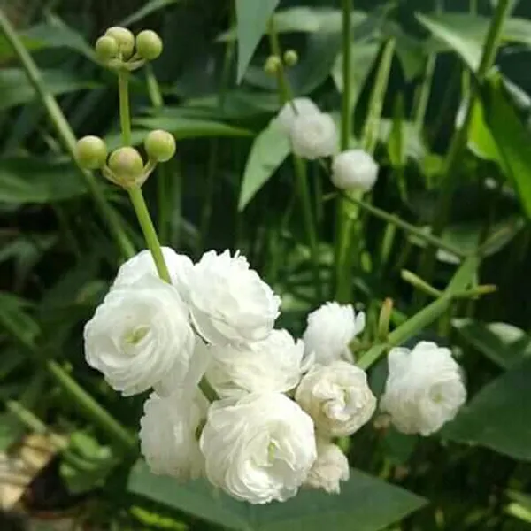 White_Water_Rose_Plant_|_Grafted_Fragrant_Variety_|_Elegant_White_Blooms_|_Suitable_for_Pots_&_Gardens_|_Healthy_Live_Plant_Guaranteed.