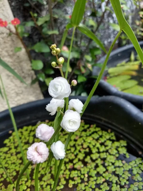 White_Water_Rose_Plant_|_Grafted_Fragrant_Variety_|_Elegant_White_Blooms_|_Suitable_for_Pots_&_Gardens_|_Healthy_Live_Plant_Guaranteed.