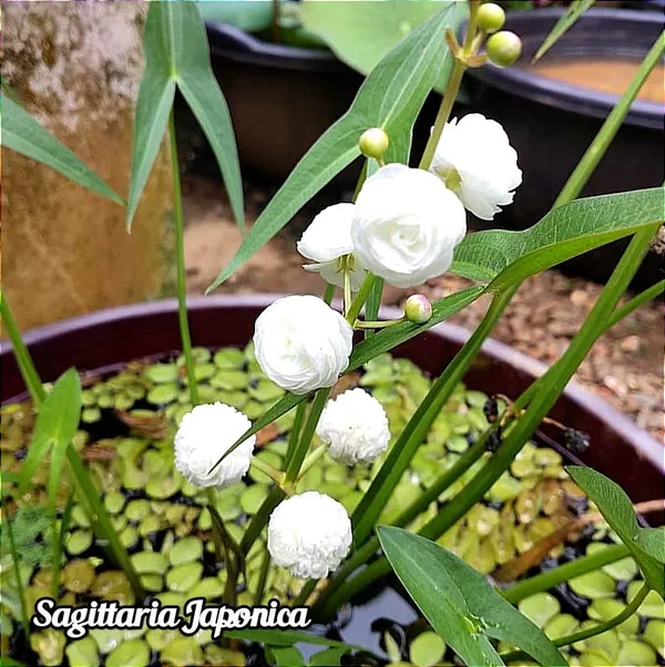 White_Water_Rose_Plant_|_Grafted_Fragrant_Variety_|_Elegant_White_Blooms_|_Suitable_for_Pots_&_Gardens_|_Healthy_Live_Plant_Guaranteed.