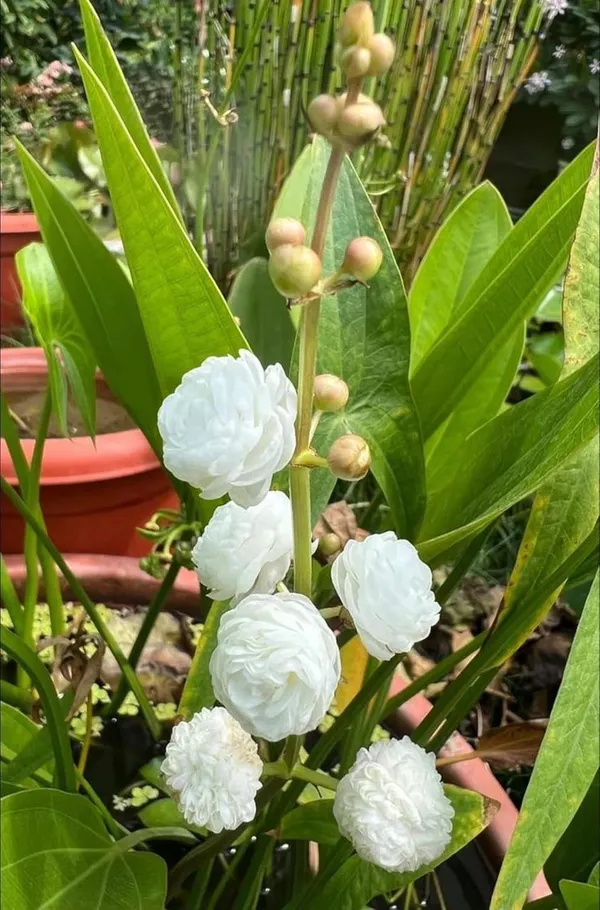 White_Water_Rose_Plant_|_Grafted_Fragrant_Variety_|_Elegant_White_Blooms_|_Suitable_for_Pots_&_Gardens_|_Healthy_Live_Plant_Guaranteed.