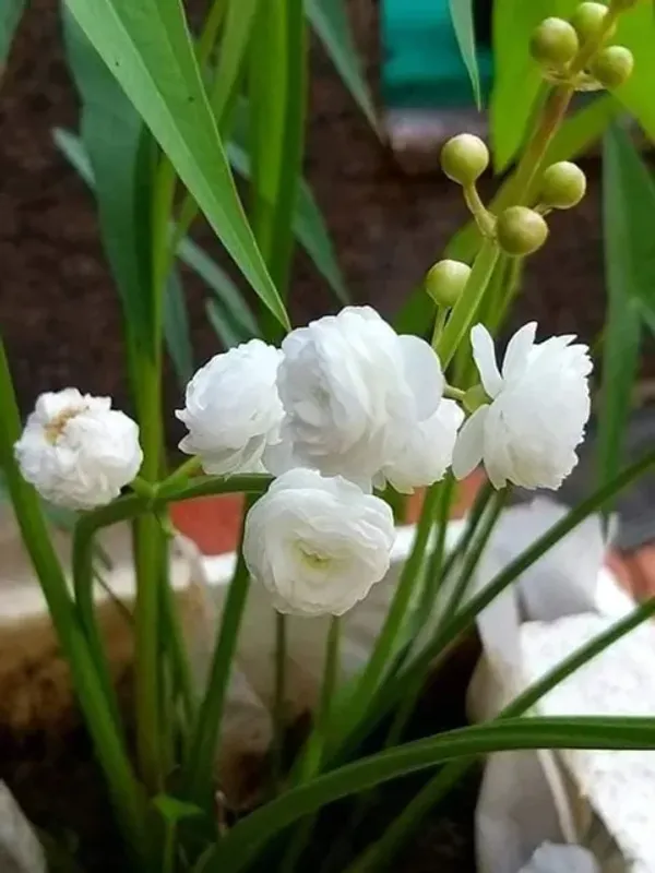 White_Water_Rose_Plant_|_Grafted_Fragrant_Variety_|_Elegant_White_Blooms_|_Suitable_for_Pots_&_Gardens_|_Healthy_Live_Plant_Guaranteed.