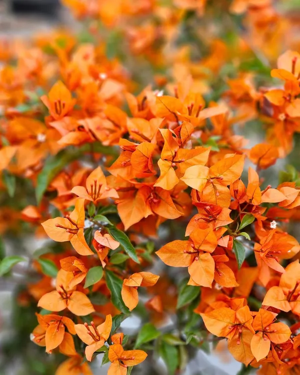 Fire_Opal_Bougainvillea_Plant_|_Grafted_Exotic_Ornamental_Variety_|_Fiery_Orange-Pink_Blooms_|_Heavy_Flowering_|_Healthy_Live_Plant_Guaranteed.