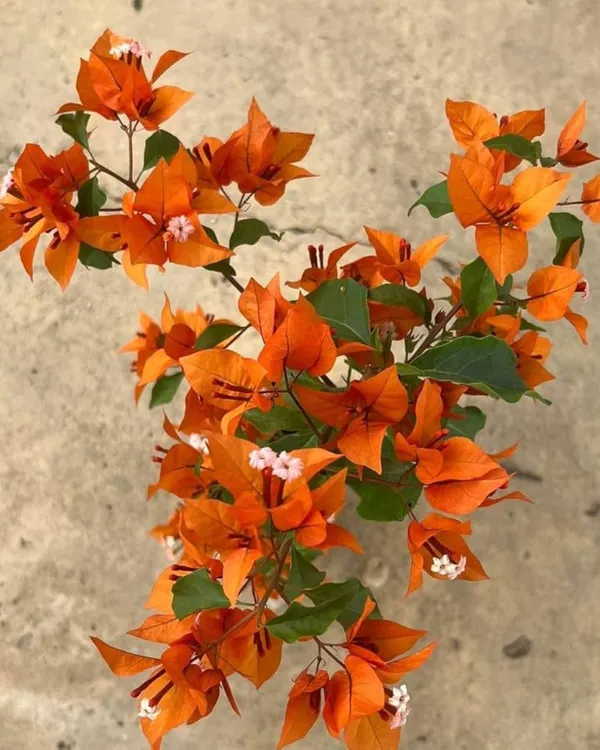 Fire_Opal_Bougainvillea_Plant_|_Grafted_Exotic_Ornamental_Variety_|_Fiery_Orange-Pink_Blooms_|_Heavy_Flowering_|_Healthy_Live_Plant_Guaranteed.