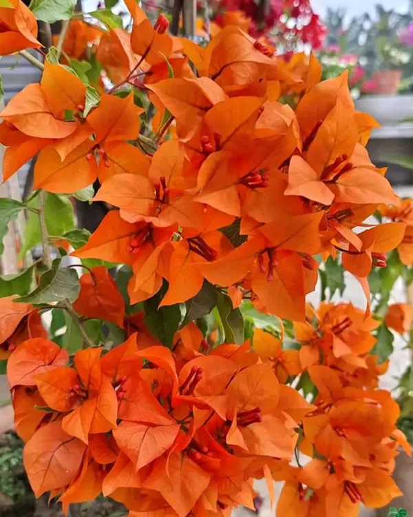 Fire_Opal_Bougainvillea_Plant_|_Grafted_Exotic_Ornamental_Variety_|_Fiery_Orange-Pink_Blooms_|_Heavy_Flowering_|_Healthy_Live_Plant_Guaranteed.
