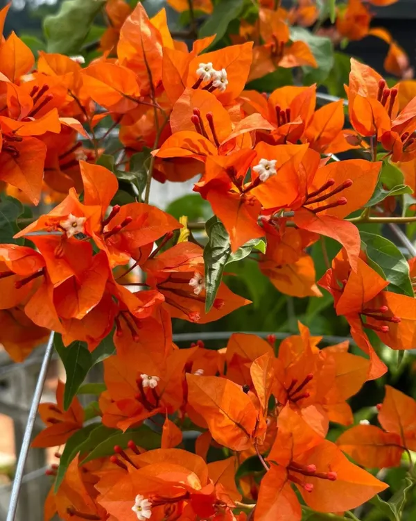 Fire_Opal_Bougainvillea_Plant_|_Grafted_Exotic_Ornamental_Variety_|_Fiery_Orange-Pink_Blooms_|_Heavy_Flowering_|_Healthy_Live_Plant_Guaranteed.