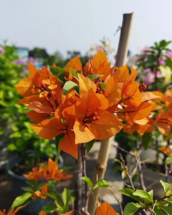 Fire_Opal_Bougainvillea_Plant_|_Grafted_Exotic_Ornamental_Variety_|_Fiery_Orange-Pink_Blooms_|_Heavy_Flowering_|_Healthy_Live_Plant_Guaranteed.