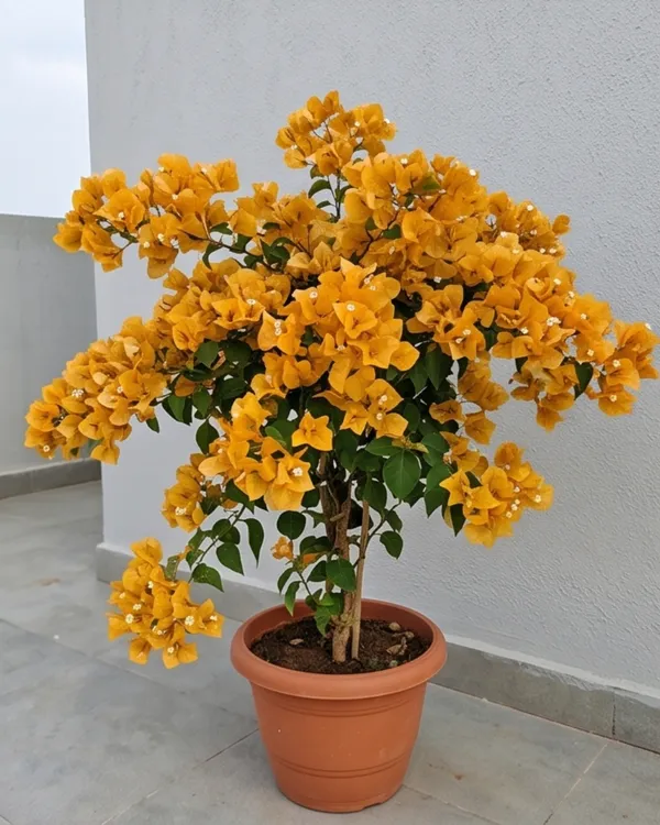 Yellow_Diamond_Bougainvillea_Plant_|_Grafted_Bright_Bloom_Variety_|_Bright_Yellow_Flowers_|_Heavy_Flowering_|_Healthy_Live_Plant_Guaranteed