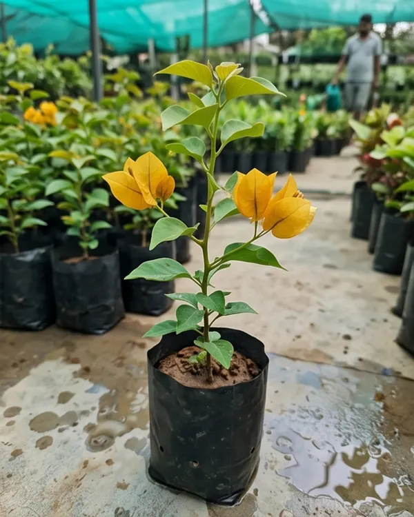 Yellow_Diamond_Bougainvillea_Plant_|_Grafted_Bright_Bloom_Variety_|_Bright_Yellow_Flowers_|_Heavy_Flowering_|_Healthy_Live_Plant_Guaranteed