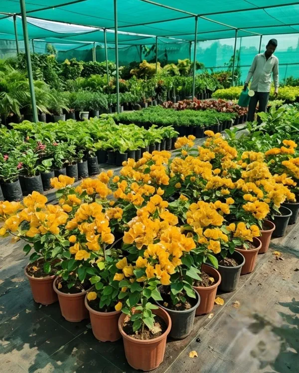 Yellow_Diamond_Bougainvillea_Plant_|_Grafted_Bright_Bloom_Variety_|_Bright_Yellow_Flowers_|_Heavy_Flowering_|_Healthy_Live_Plant_Guaranteed