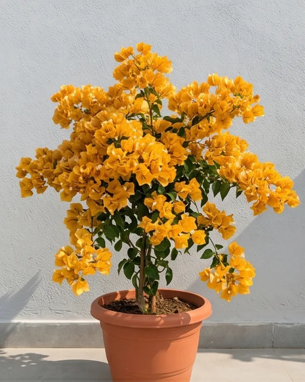 Yellow_Diamond_Bougainvillea_Plant_|_Grafted_Bright_Bloom_Variety_|_Bright_Yellow_Flowers_|_Heavy_Flowering_|_Healthy_Live_Plant_Guaranteed