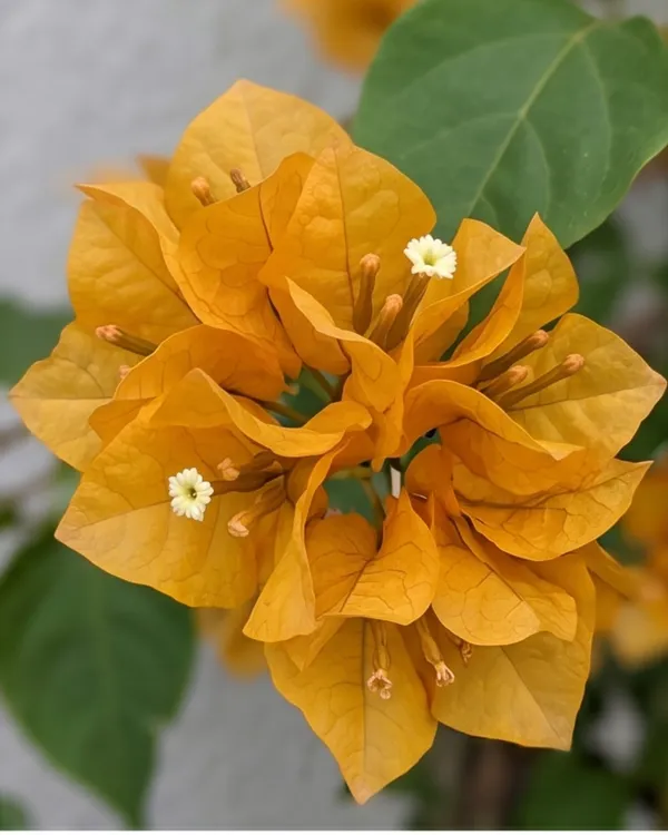 Yellow_Diamond_Bougainvillea_Plant_|_Grafted_Bright_Bloom_Variety_|_Bright_Yellow_Flowers_|_Heavy_Flowering_|_Healthy_Live_Plant_Guaranteed