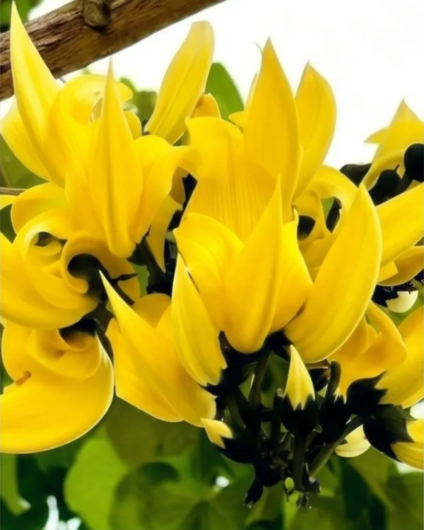 Yellow_Palash_Plant_|_Grafted_Butea_Monosperma_Yellow_|_Rare_Flowering_Plant_|_Healthy_Live_Plant_Guaranteed
